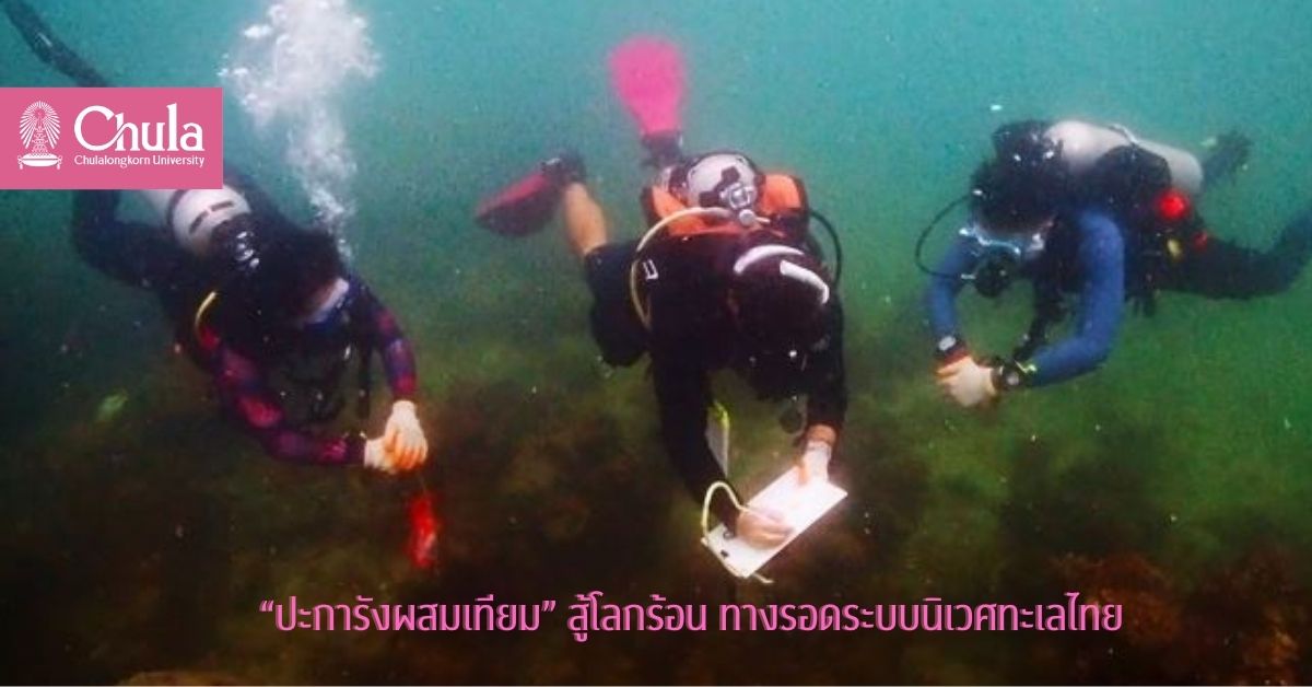 “ปะการังผสมเทียม” สู้โลกร้อน ทางรอดระบบนิเวศทะเลไทย