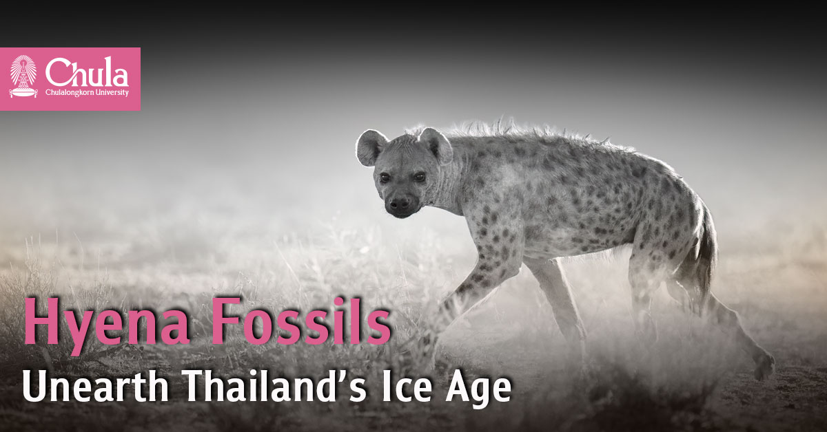 Cracking the Ice Age in Thailand with Prehistoric Hyena Fossils 