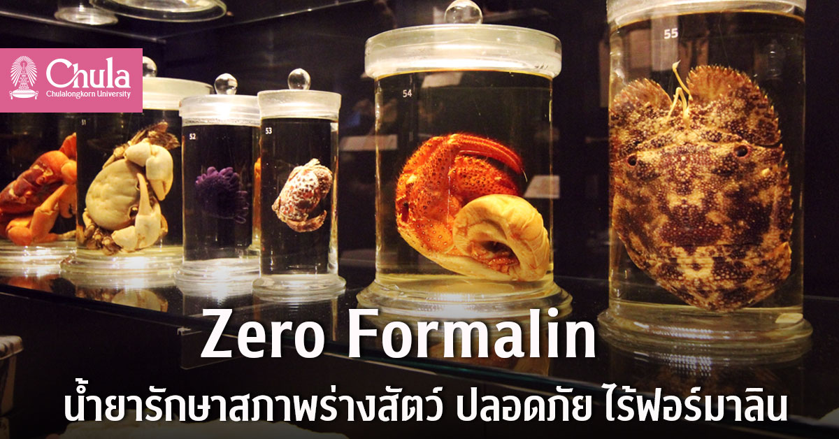 Zero Formalin ??????????????????????? ????????????????????? ????????????