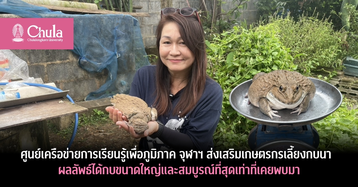 ศูนย์เครือข่ายการเรียนรู้เพื่อภูมิภาค จุฬาฯ ส่งเสริมเกษตรกรเลี้ยงกบนา ผลลัพธ์เกินคาดได้กบน้ำหนัก 8 ขีดใน 4 เดือน สร้างรายได้ยั่งยืนให้ชุมชน