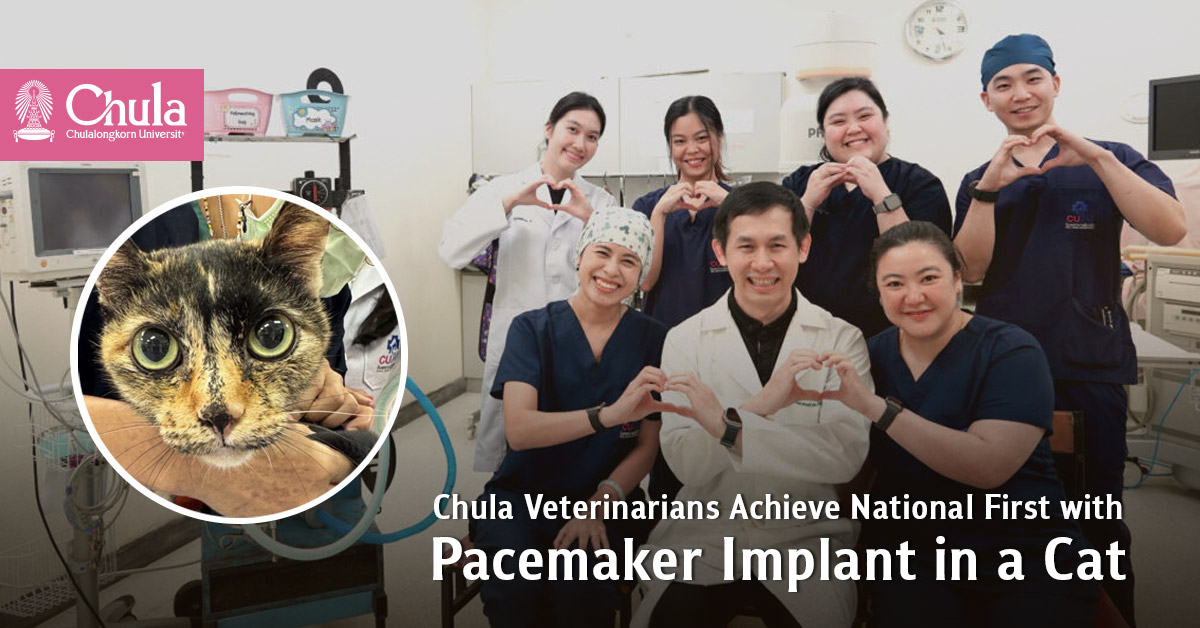 Chula Veterinarians Achieve National First with Pacemaker Implant in a Cat 