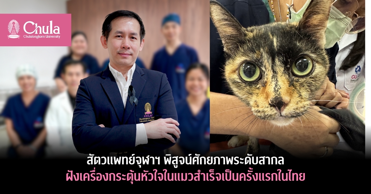 สัตวแพทย์ จุฬาฯ พิสูจน์ศักยภาพระดับสากล ฝังเครื่องกระตุ้นหัวใจในแมวสำเร็จเป็นครั้งแรกในไทย