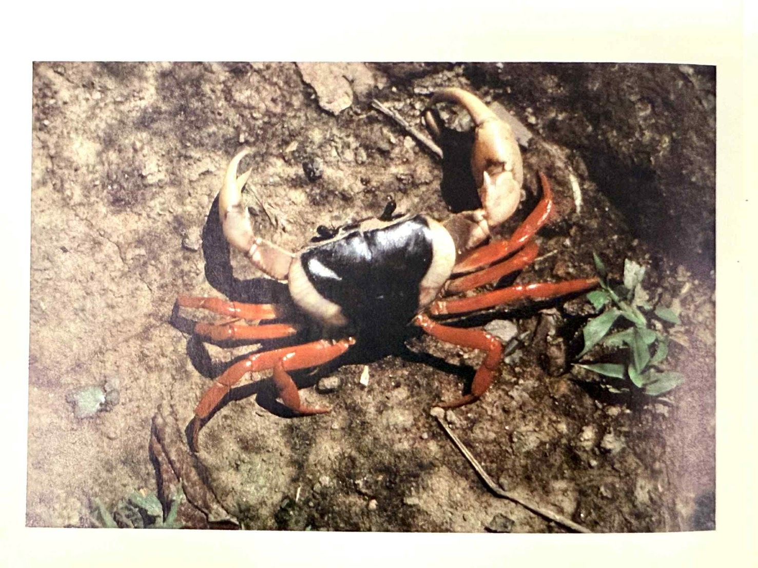 Discover the ‘Queen Crab’: A Royal Legacy of Biodiversity at Chulalongkorn University 
