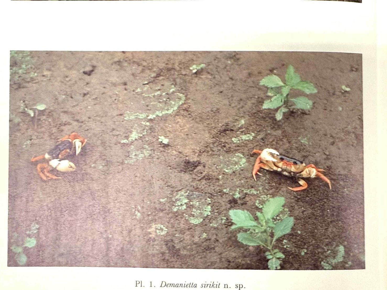Discover the ‘Queen Crab’: A Royal Legacy of Biodiversity at Chulalongkorn University 