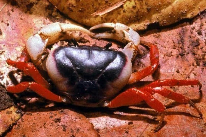 Discover the ‘Queen Crab’: A Royal Legacy of Biodiversity at Chulalongkorn University 