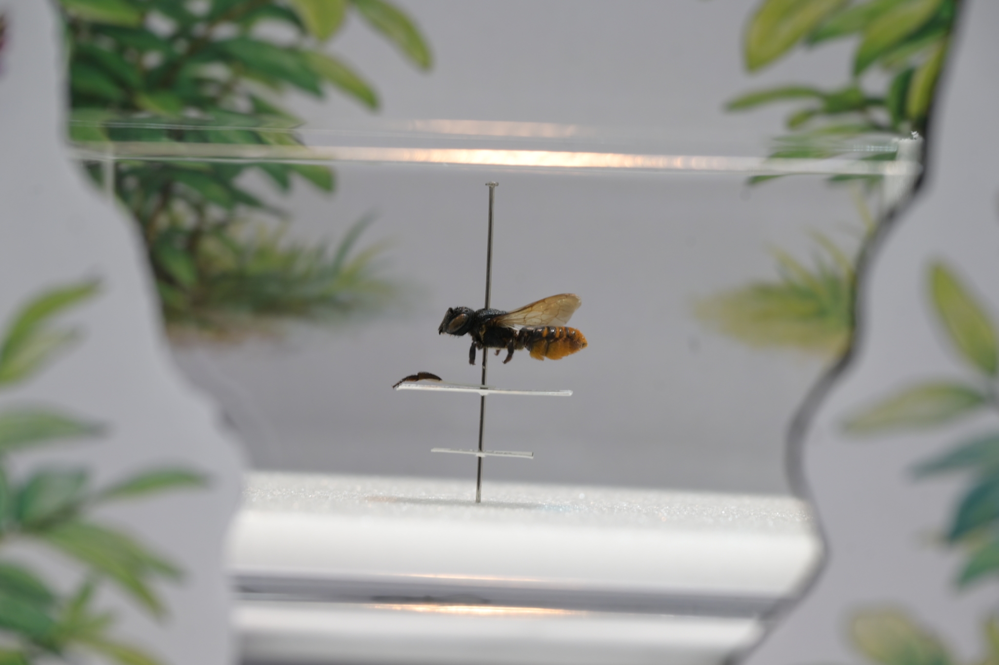 Chula Announces Discovery of 43 New Species to the World