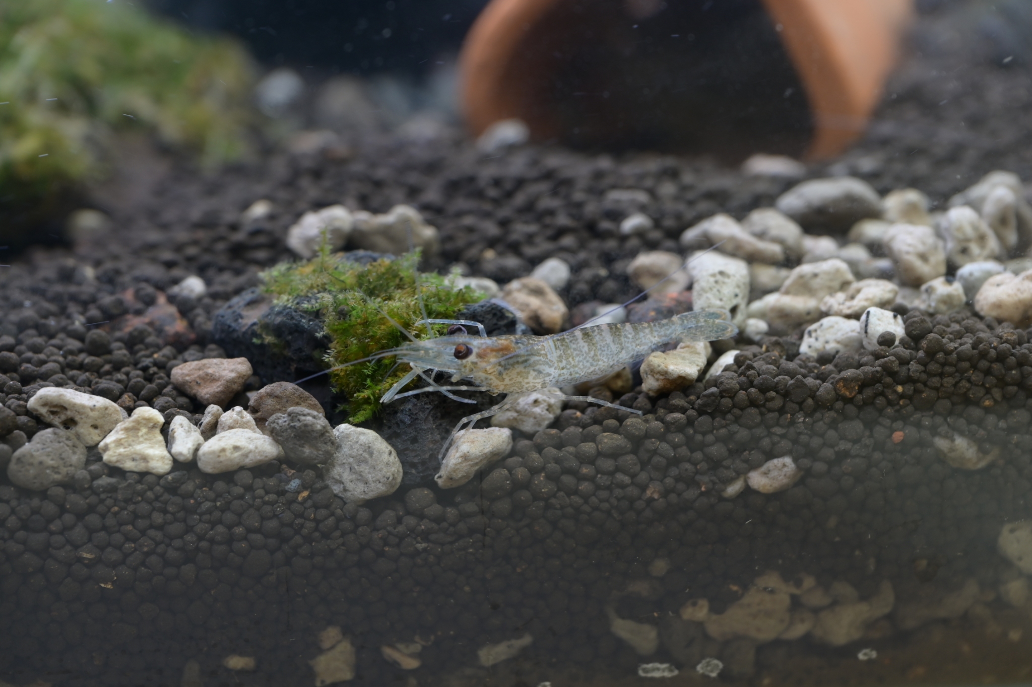 Chula Announces Discovery of 43 New Species to the World
