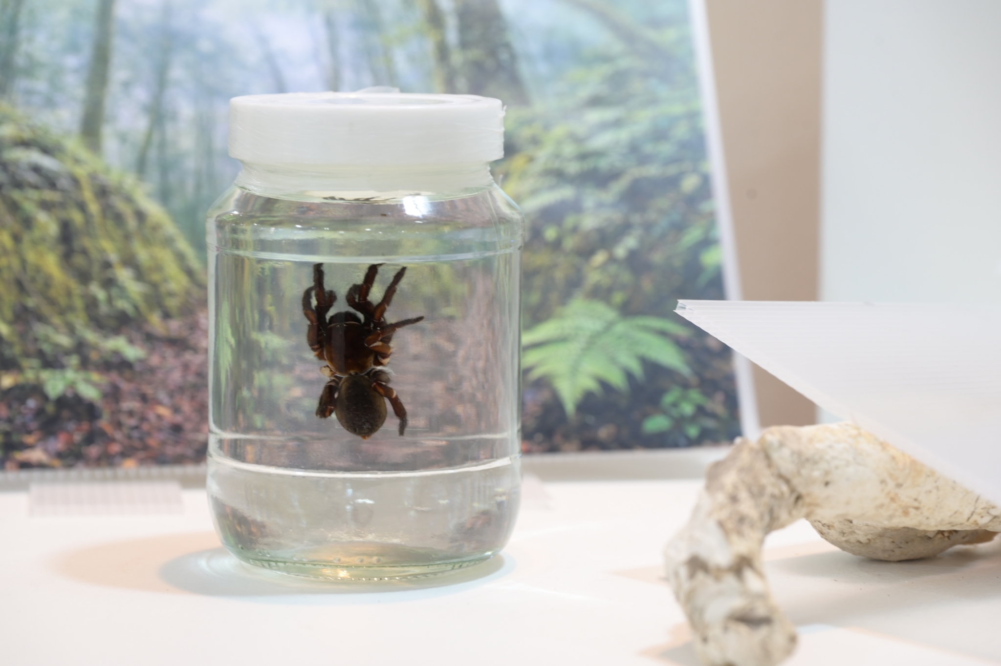 Chula Announces Discovery of 43 New Species to the World