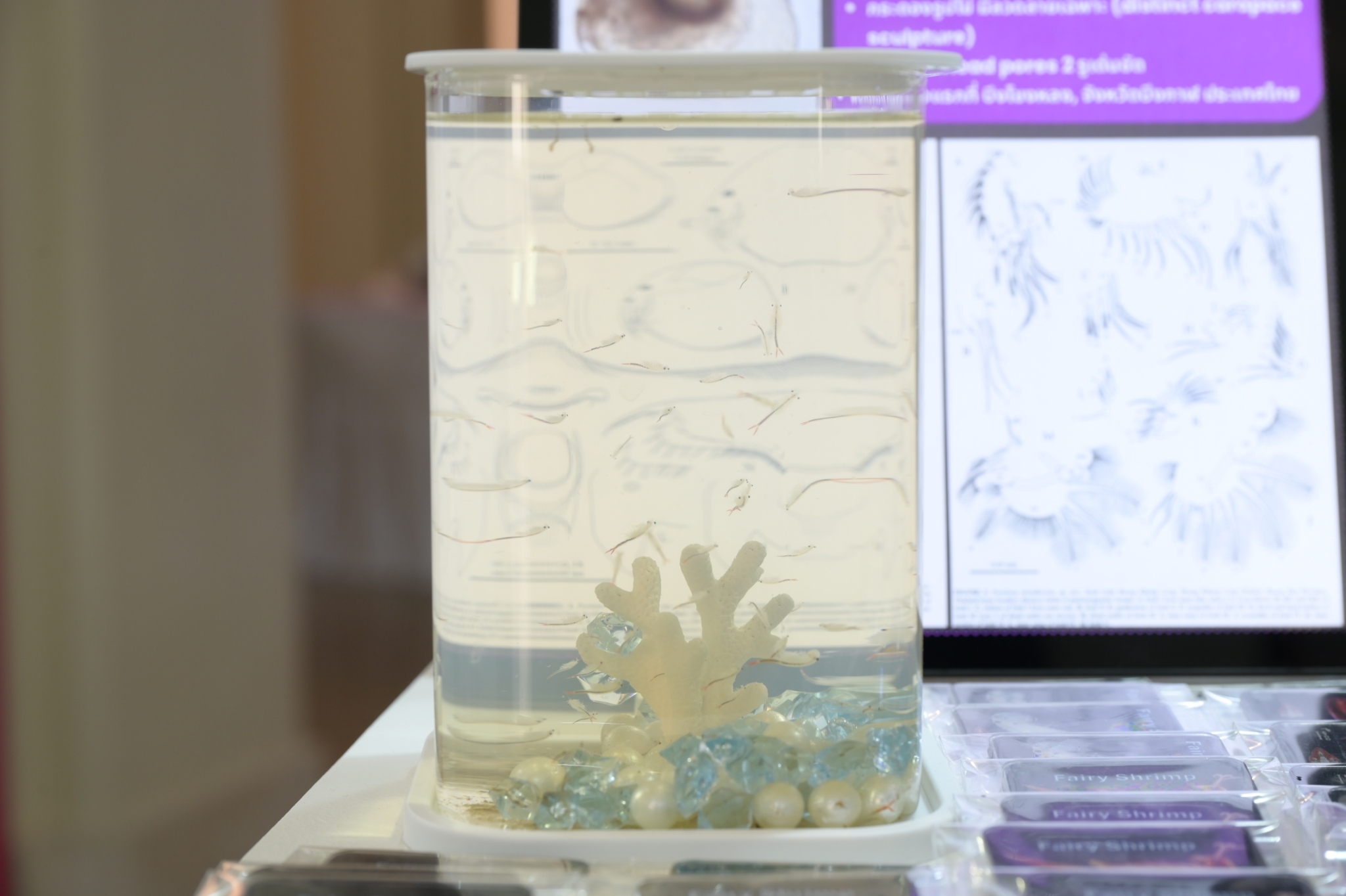 Chula Announces Discovery of 43 New Species to the World