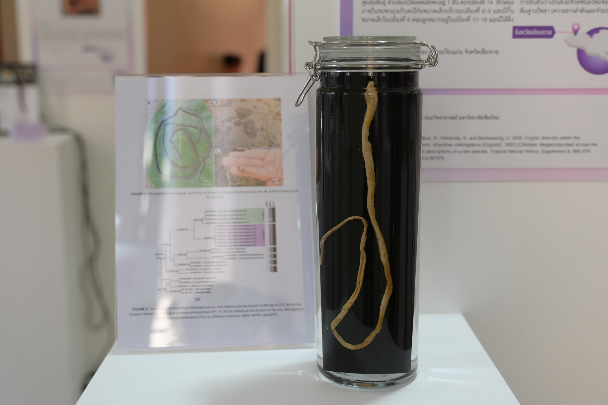 Chula Announces Discovery of 43 New Species to the World