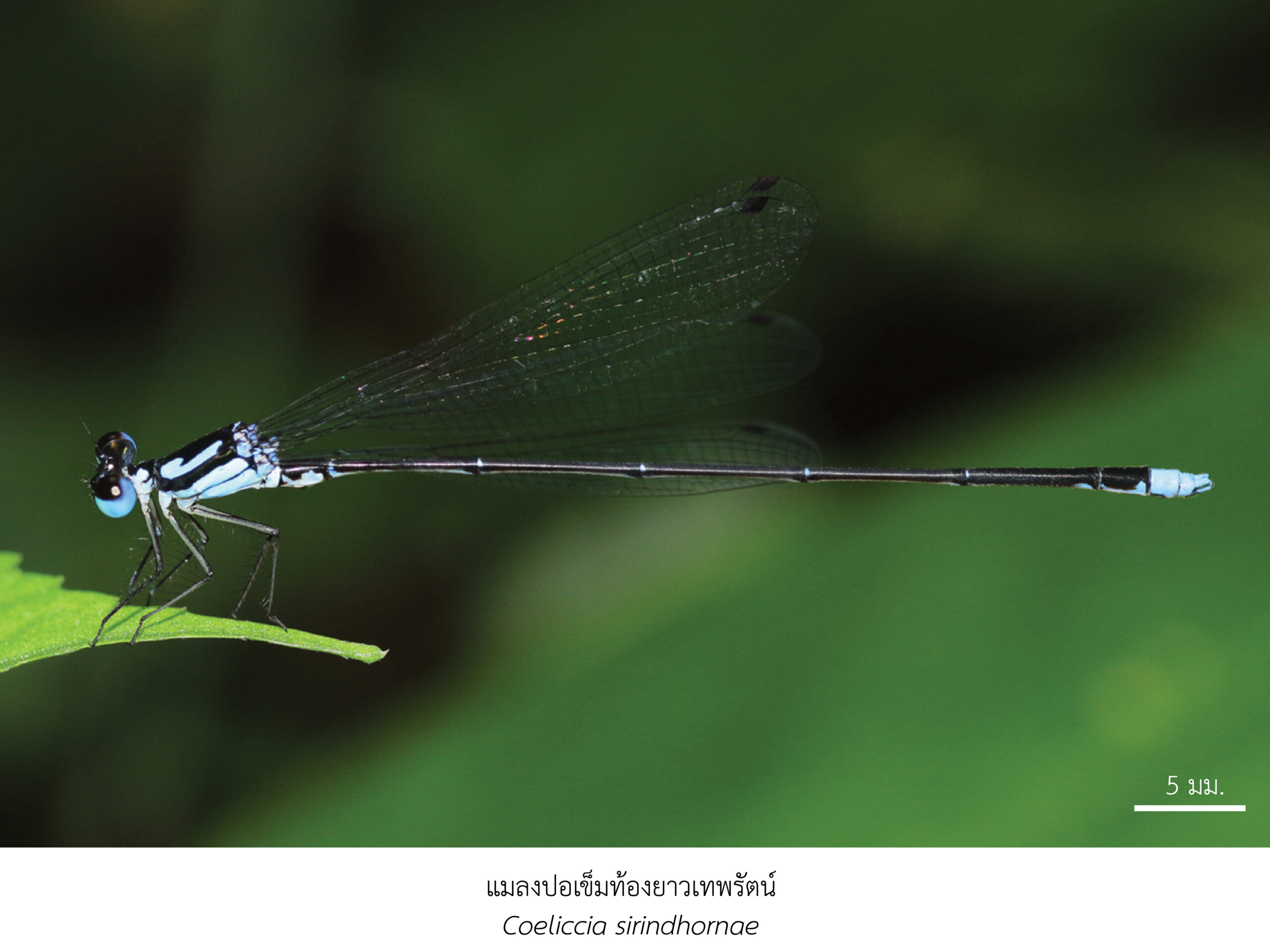 Chula Announces Discovery of 43 New Species to the World