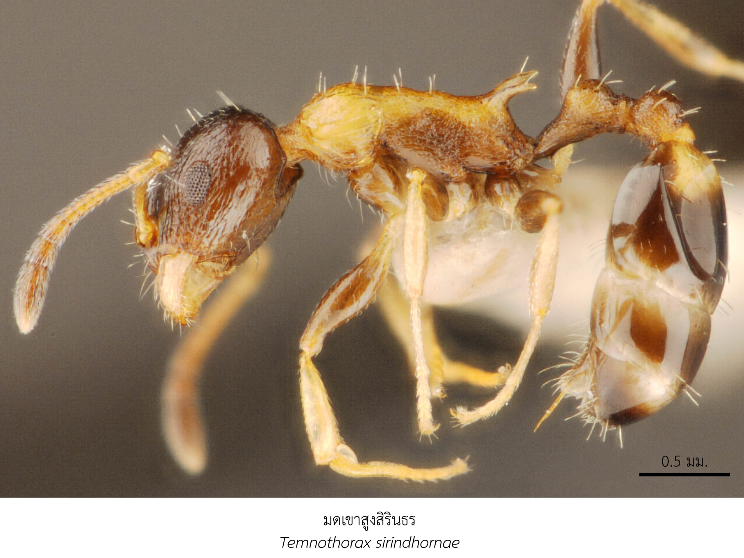 Chula Announces Discovery of 43 New Species to the World