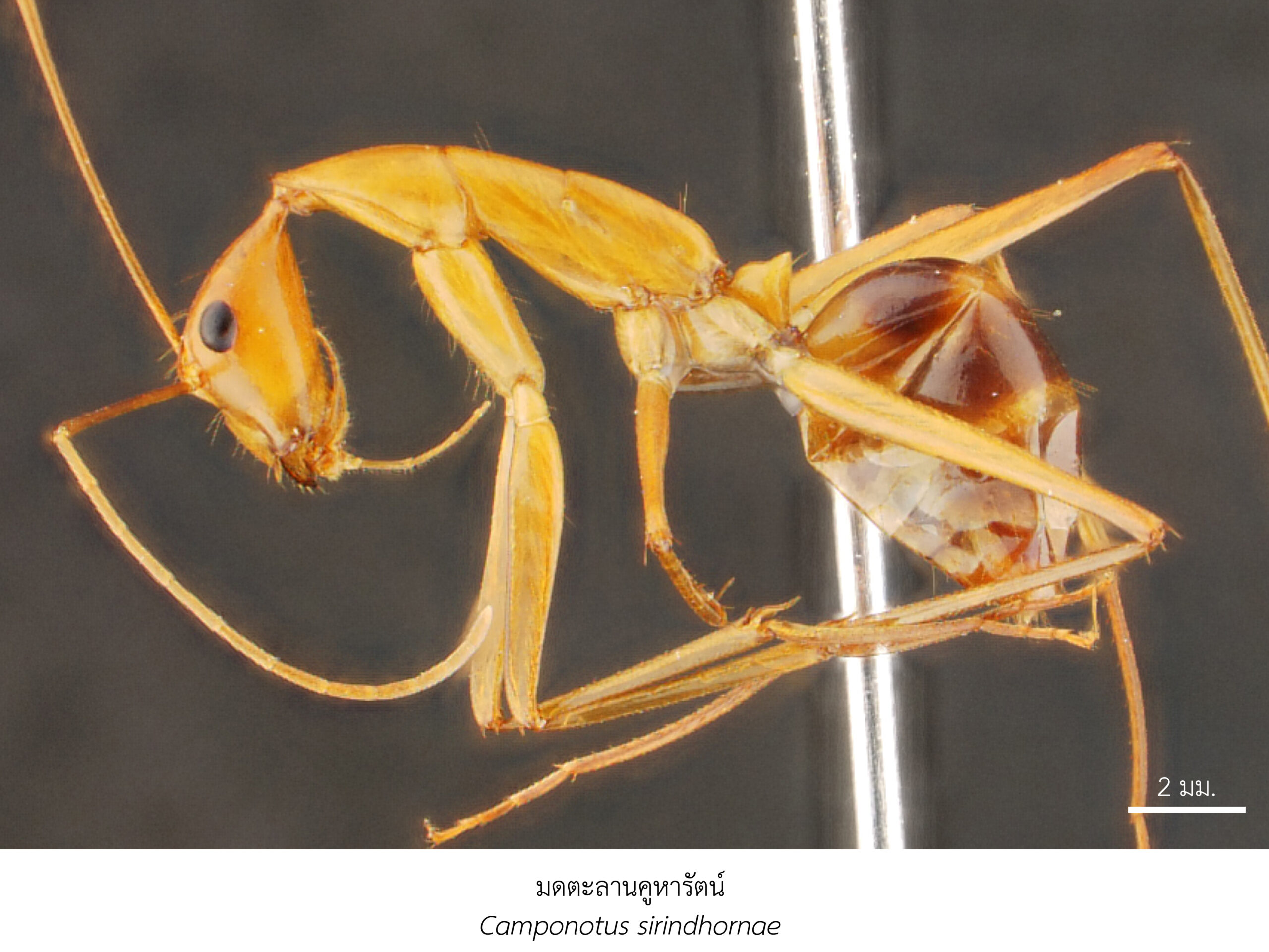 Chula Announces Discovery of 43 New Species to the World