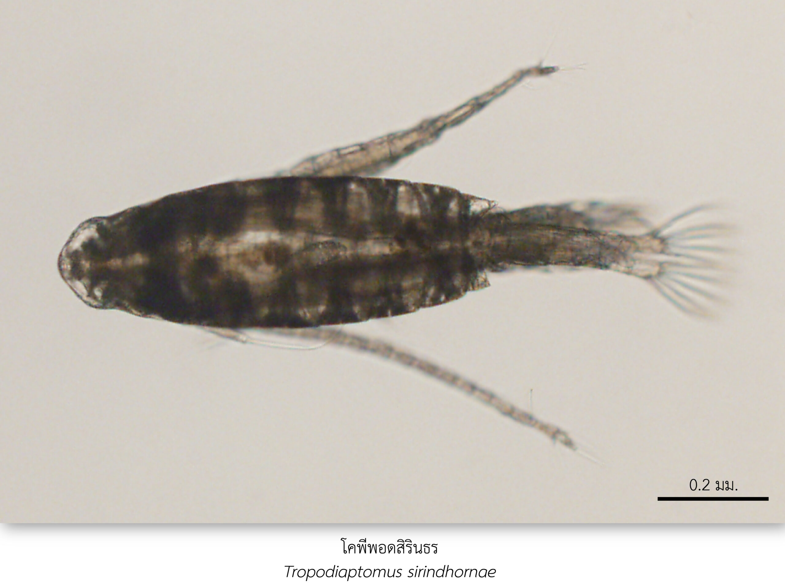 Chula Announces Discovery of 43 New Species to the World