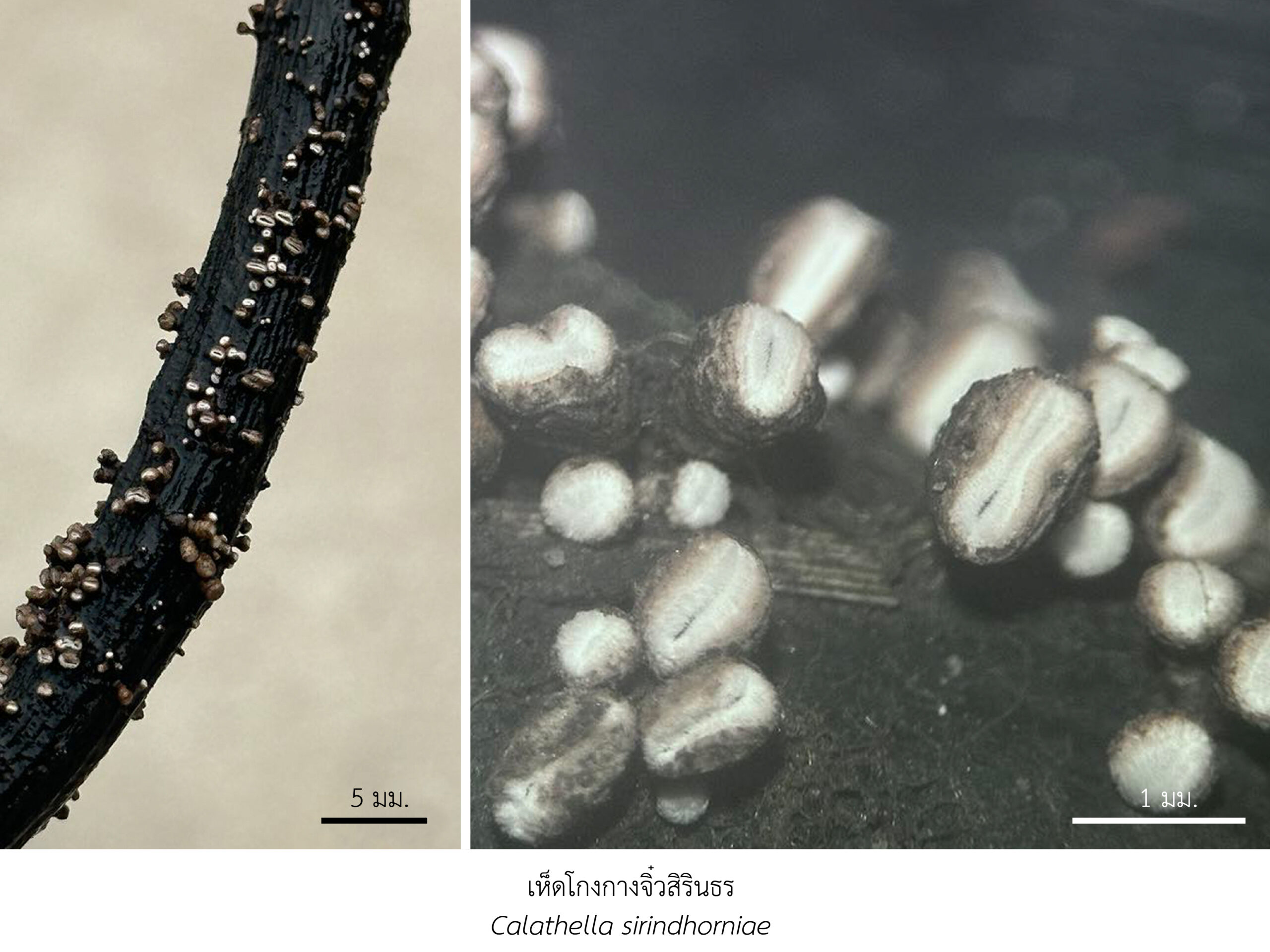 Chula Announces Discovery of 43 New Species to the World