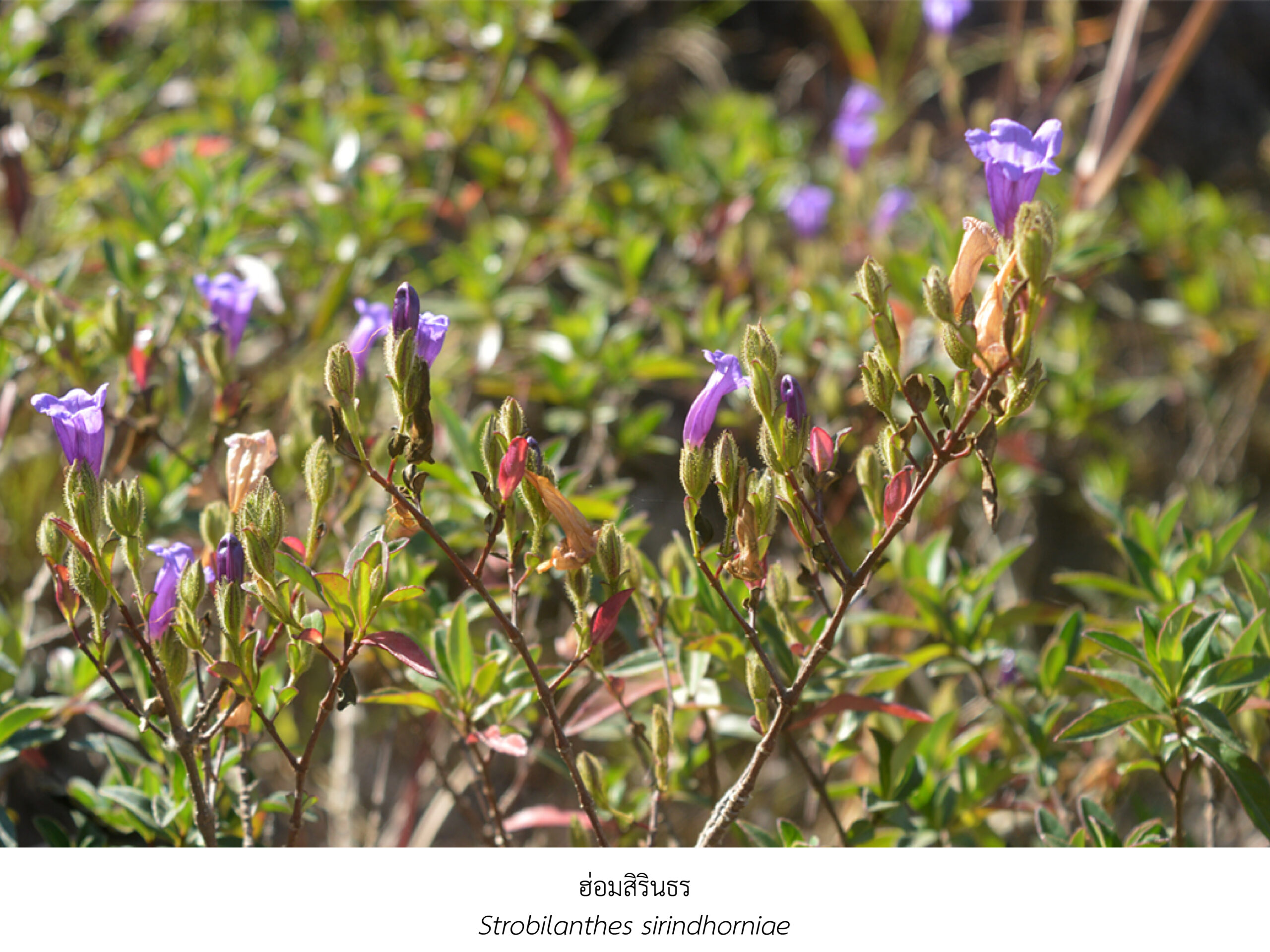 Chula Announces Discovery of 43 New Species to the World