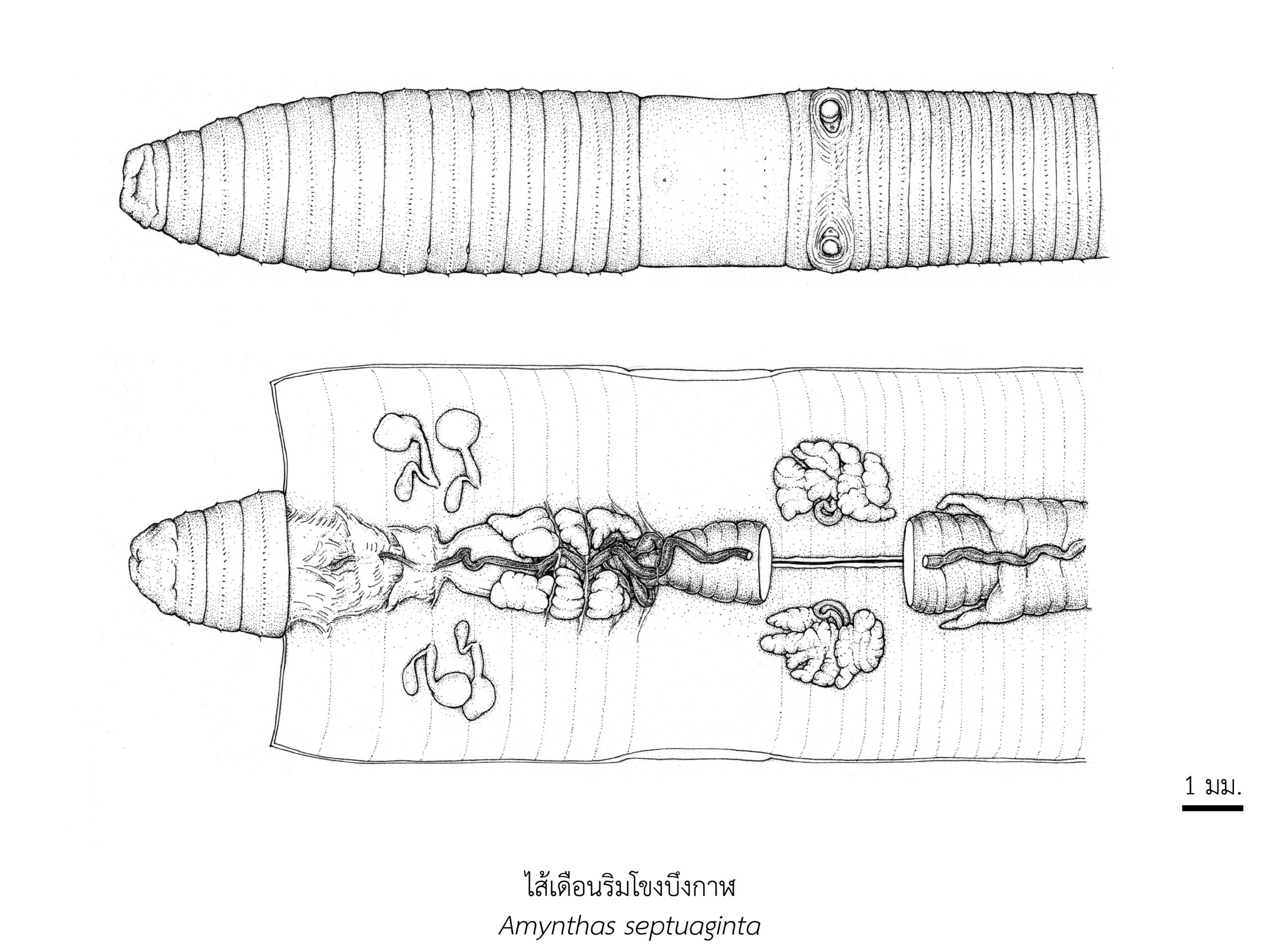 Chula Announces Discovery of 43 New Species to the World