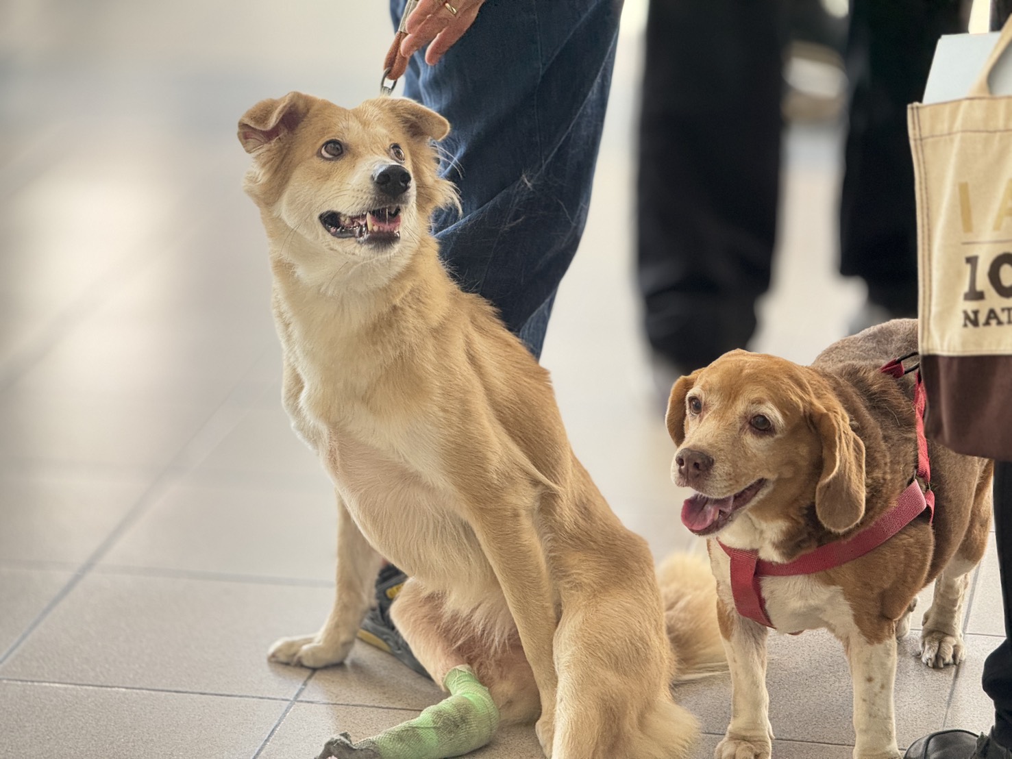 Chula and BMA Partner to Enhance Animal Health and Public Safety