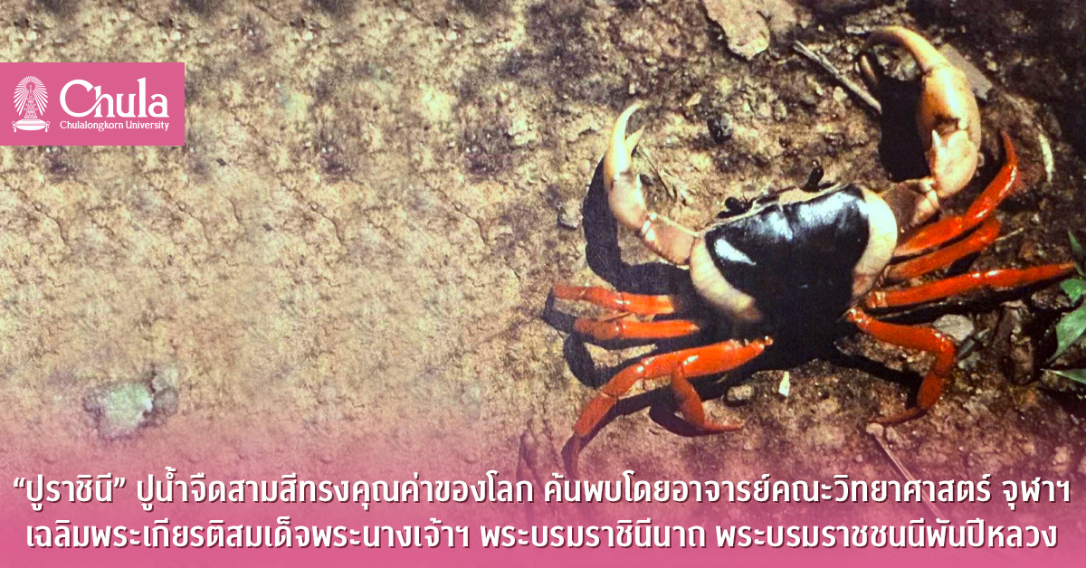 “ปูราชินี” ปูน้ำจืดสามสีทรงคุณค่าของโลก ค้นพบโดยอาจารย์คณะวิทยาศาสตร์ จุฬาฯ เฉลิมพระเกียรติสมเด็จพระนางเจ้าสิริกิติ์ พระบรมราชินีนาถ พระบรมราชชนนีพันปีหลวง
