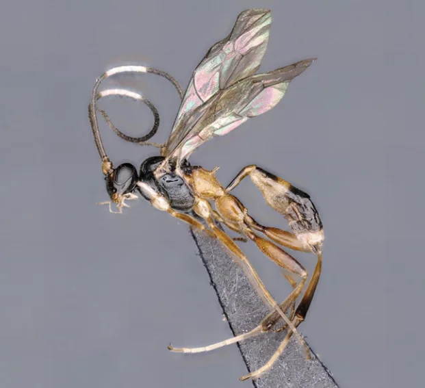 Heinrichiellus natgeo: A Tiny Wasp Discovery of Global Significance