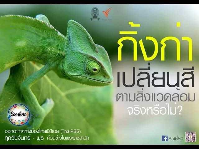 Soเชี่ยว EP48 คามิลเลียนเปลี่ยนสีตามอารมณ์ได้ จริงหรือไม่