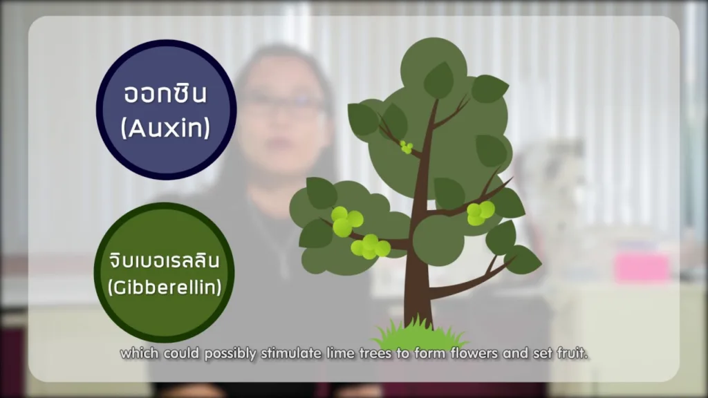 Soเชี่ยว Ep66 ฮอร์โมนไข่กระตุ้นให้มะนาวออกลูกดกนอกฤดูกาลได้ จริงหรือไม่