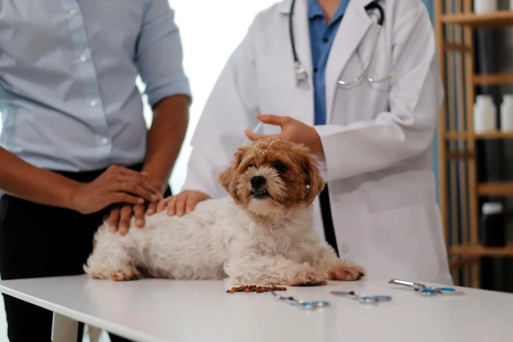 Small Animal Teaching Hospital
