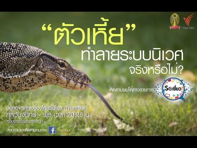Soเชี่ยว EP23 ตัวเหี้ยทำลายระบบนิเวศจริงหรือไม่