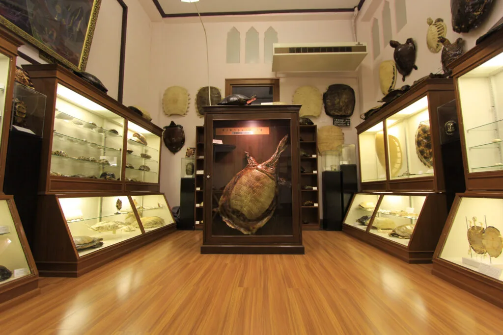 Turtle and Softshell Museum