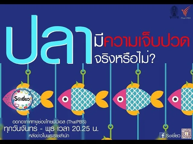 Soเชี่ยว EP36 ปลามีความเจ็บปวด จริงหรือไม่
