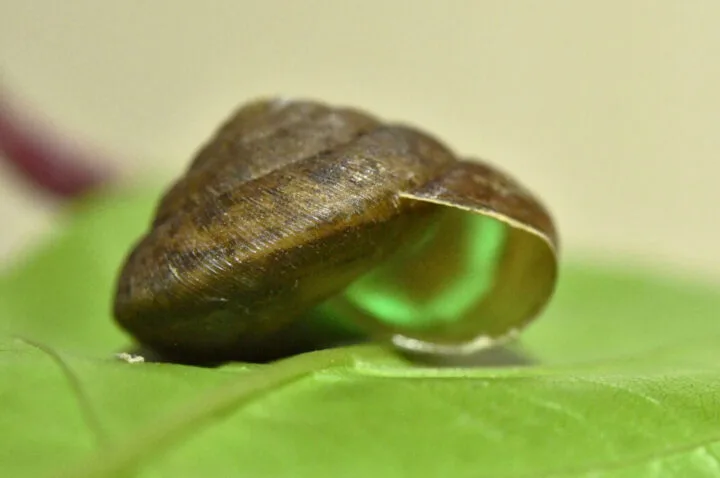 The Thai Snail Museum