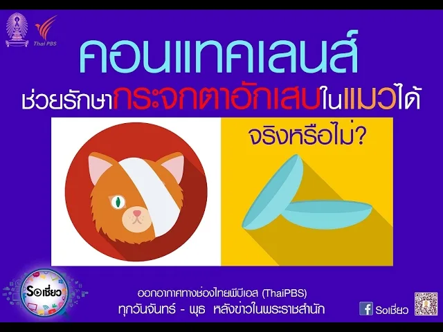 Soเชี่ยว EP45 คอนแทคเลนส์ช่วยรักษากระจกตาอักเสบในแมวได้ จริงหรือไม่
