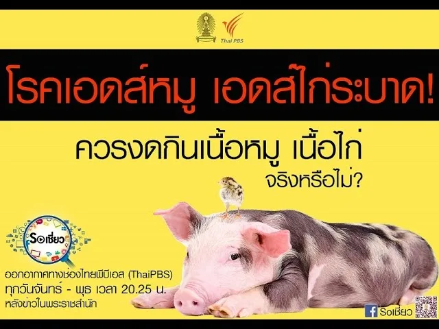 Soเชี่ยว EP31โรคเอดส์หมูเอดส์ไก่ระบาด ควรงดกินเนื้อหมูเนื้อไก่จริงหรือไม่
