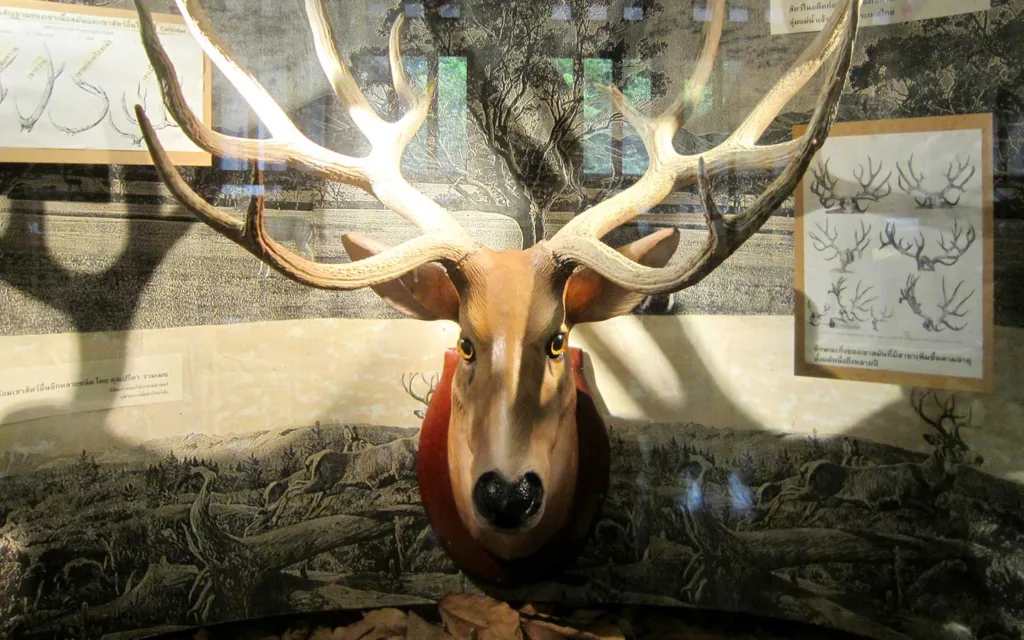 Chulalongkorn University Natural History Museum