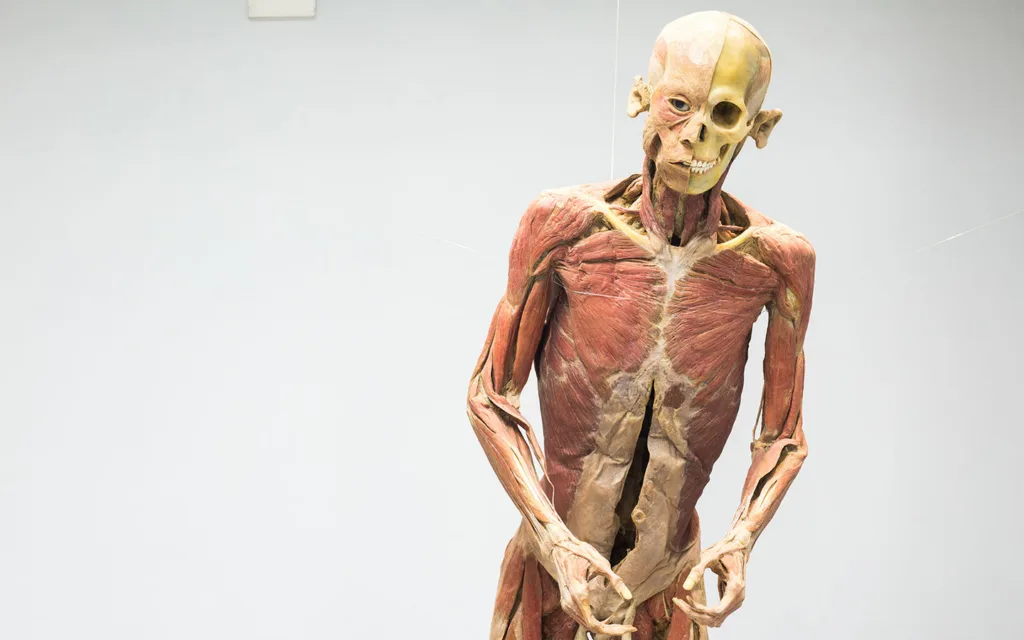 Human Body Museum