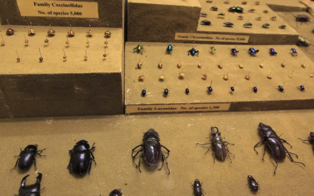 Chulalongkorn University Insect Museum