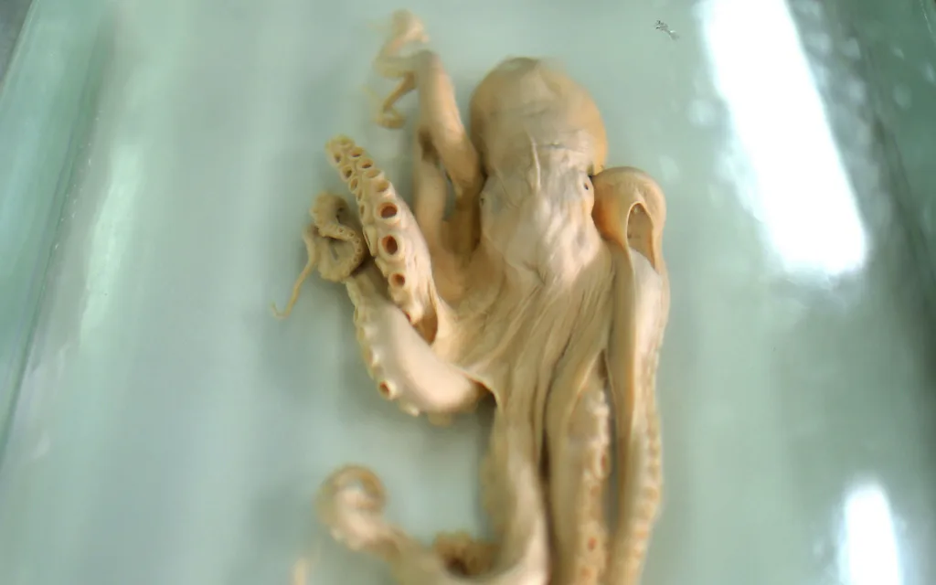 Invertebrate Museum