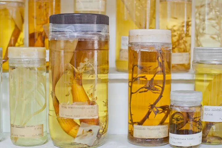 Kasin Suvatsbundhu Herbarium