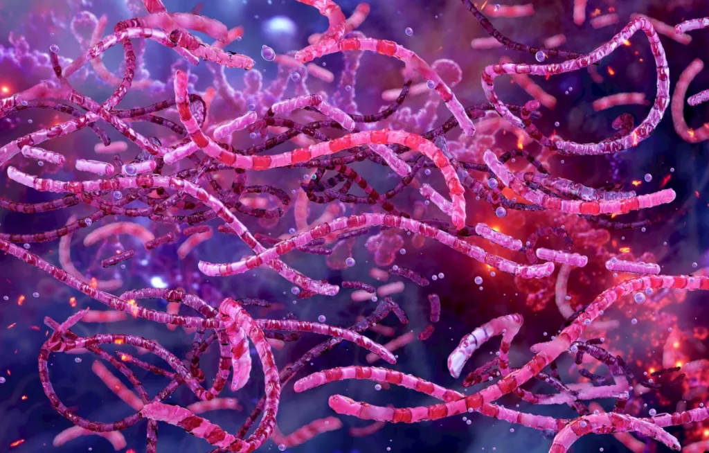 Bacillus Anthracis 