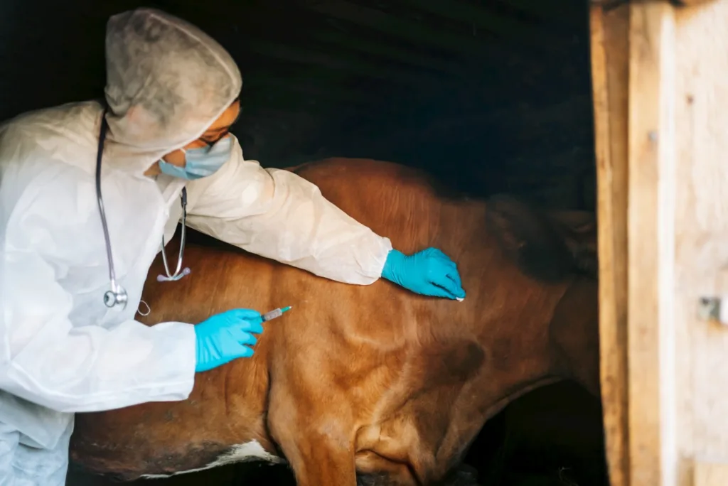 Vaccination against anthrax for animals.