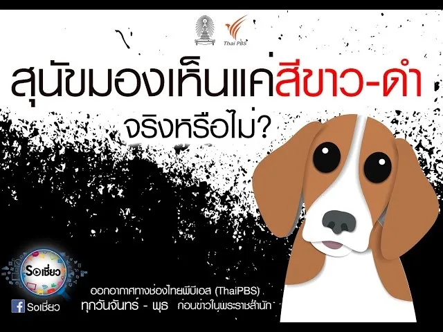 Soเชี่ยว EP55 สุนัขมองเห็นแค่สีขาว-ดำ จริงหรือไม่