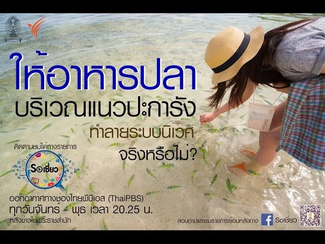 Soเชี่ยว EP25 ให้อาหารปลาบริเวณแนวปะการังทะลายระบบนิเวศ จริงหรือไม่