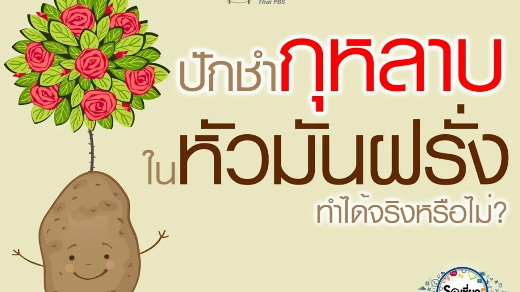 Soเชี่ยว EP80 ปักชำกุหลาบในหัวมันฝรั่ง กุหลาบสามารถออกดอกได้จริงหรือไม่