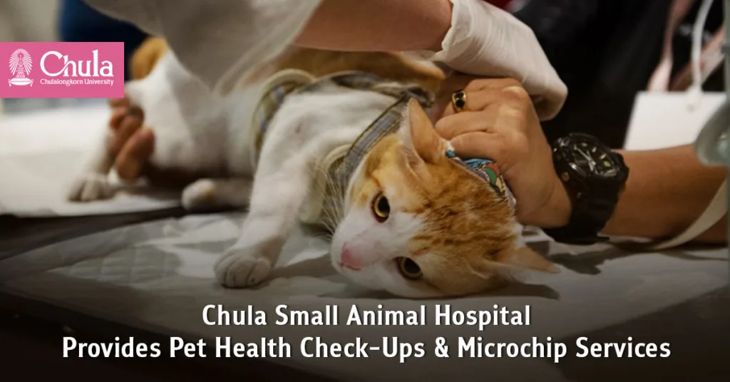 Chula Small Animal Hospital Provides Pet Health Check-Ups and Microchip Services 