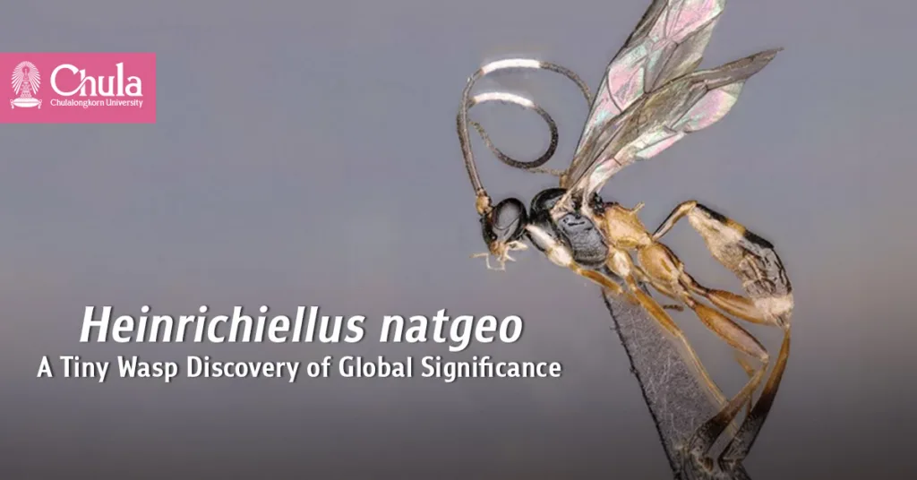 Heinrichiellus natgeo: A Tiny Wasp Discovery of Global Significance