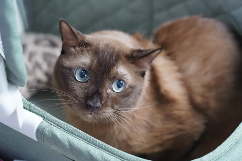Chula Hosts “Love Through the Bowl: Proper Nutrition for Dogs and Cats”
