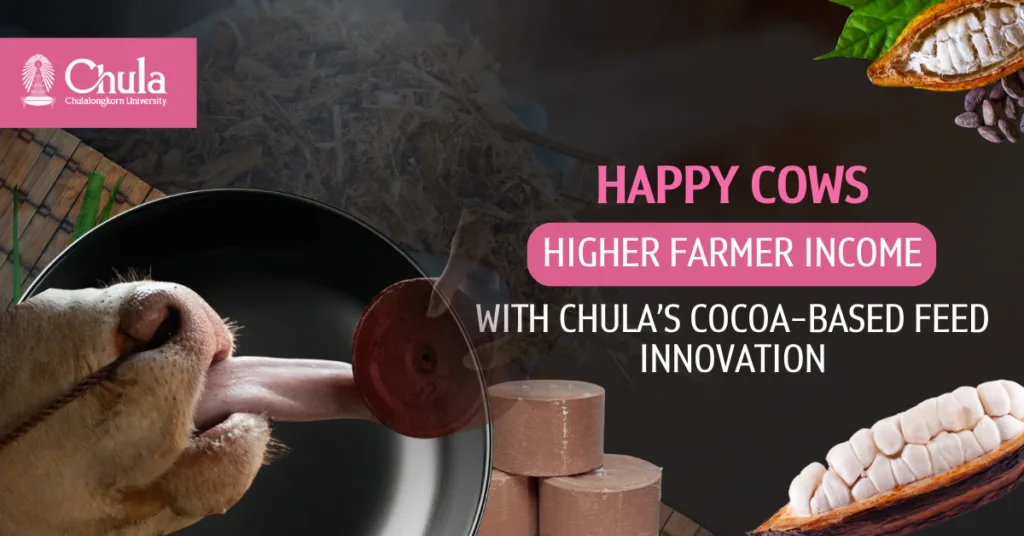 Happy Cows, Higher Income for Farmers with “Cocoa-Based Mineral Supplement” Chula Researchers Transform Low-Grade Cocoa into Premium Animal Feed