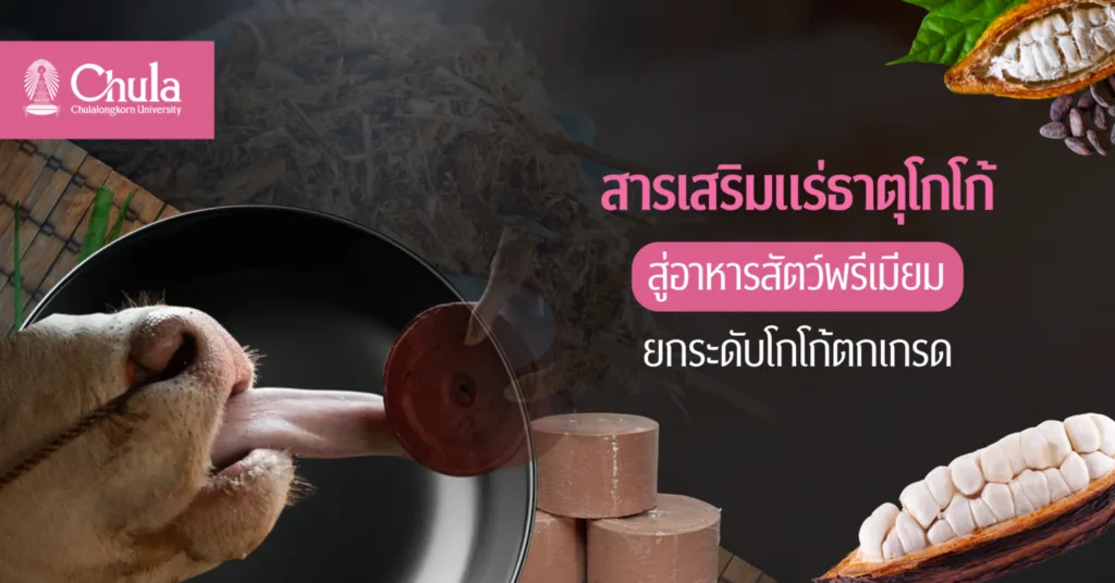 วัวอารมณ์ดี เกษตรกรมีรายได้ ด้วย “สารเสริมแร่ธาตุจากโกโก้” ผลงานนักวิจัยจุฬาฯ ยกระดับโกโก้ตกเกรด สู่อาหารสัตว์พรีเมียม