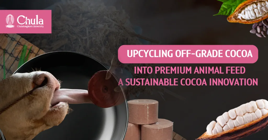 Happy Cows, Higher Income for Farmers with “Cocoa-Based Mineral Supplement” Chula Researchers Transform Low-Grade Cocoa into Premium Animal Feed