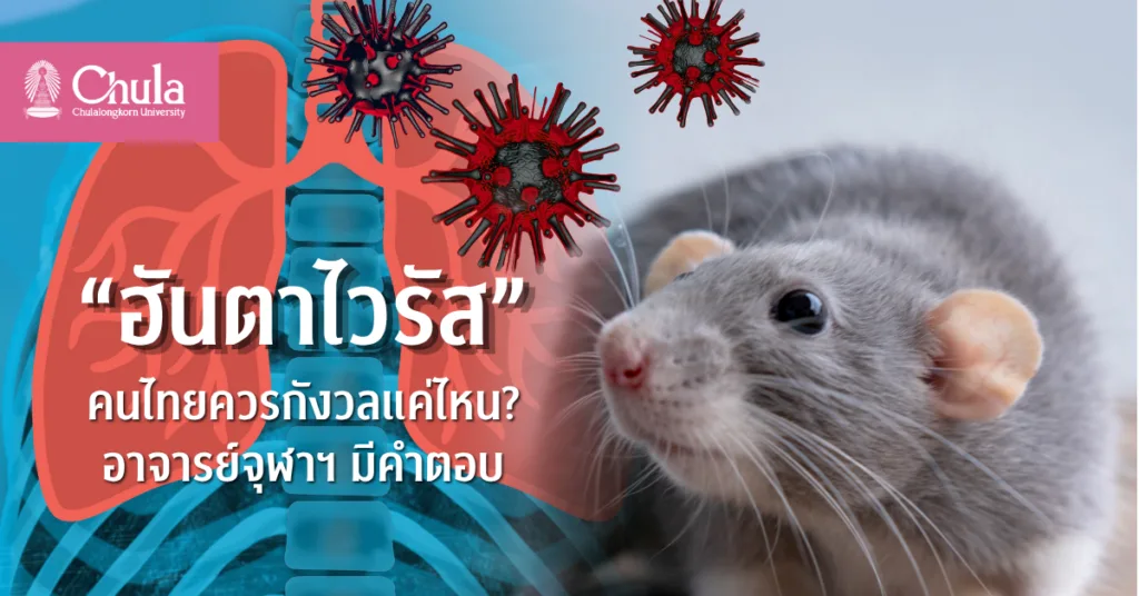 “ฮันตาไวรัส” คนไทยควรกังวลแค่ไหน? อาจารย์จุฬาฯ มีคำตอบ